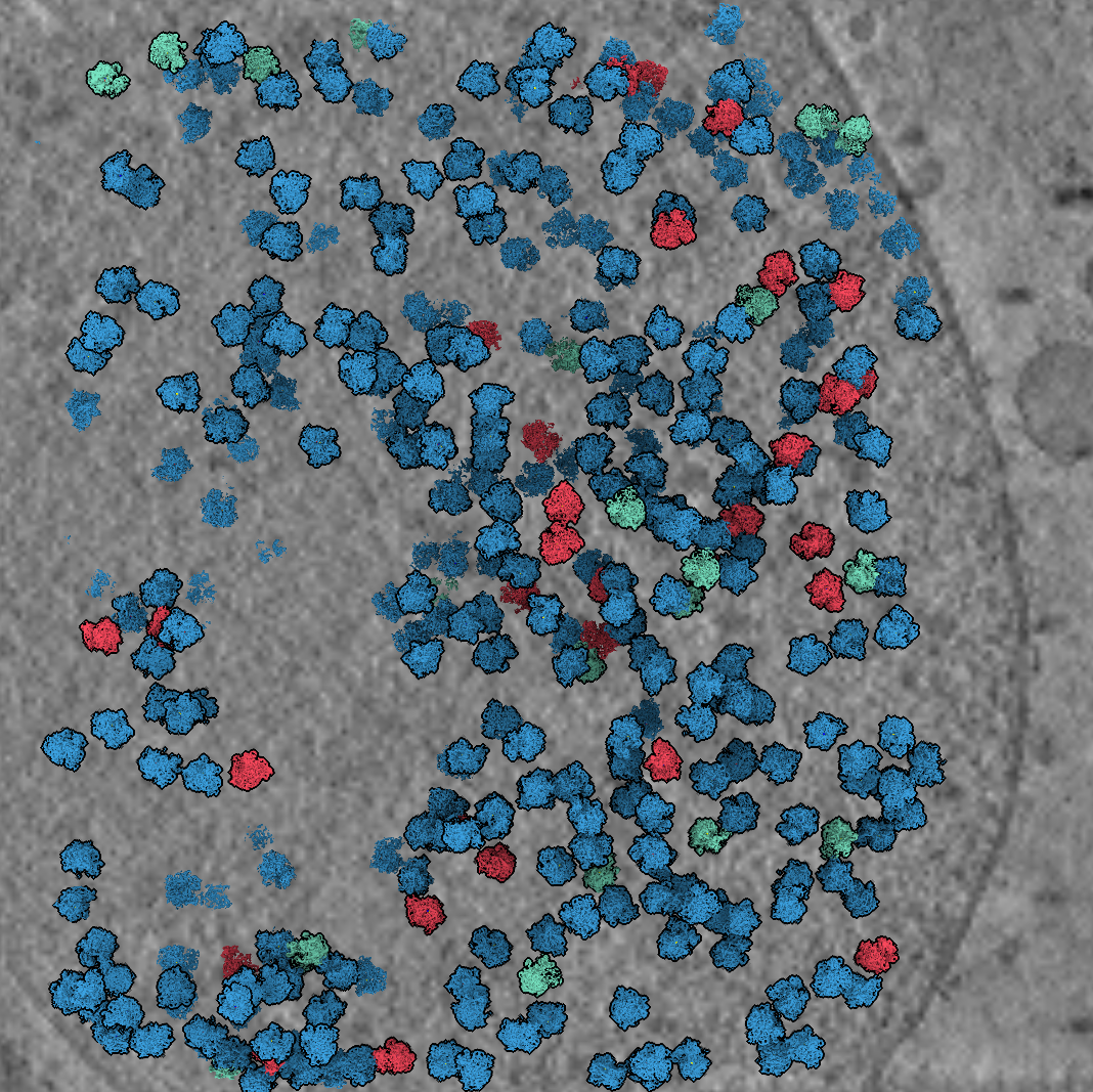 drgnai_tomogram.png
